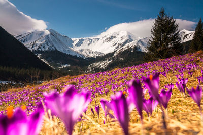 Purple flowering plants on field against sky