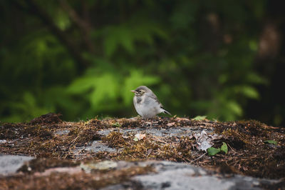 Close-up of bird perching on a land