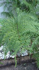 Close-up of fern leaves