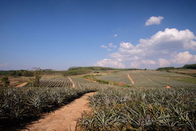 Scenic view of field against cloudy sky