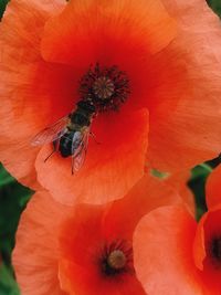 Close-up of bee pollinating on flower