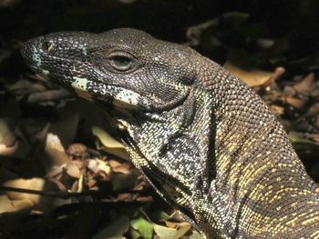 Close-up of lizard