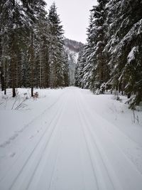 Snow covered road amidst trees against sky