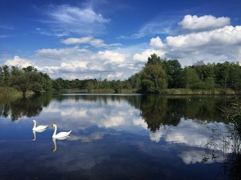 Swans swimming on lake against trees