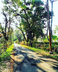 Road passing through forest