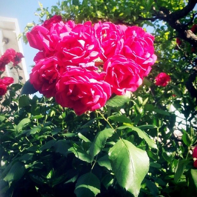 flower, freshness, petal, fragility, growth, beauty in nature, flower head, red, leaf, plant, blooming, nature, pink color, rose - flower, close-up, focus on foreground, in bloom, day, blossom, outdoors