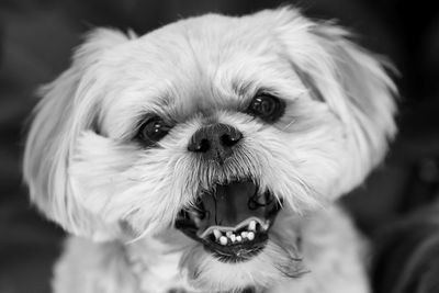 Close-up portrait of dog