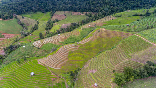 High angle view of agricultural field