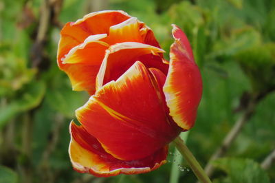 Close-up of red rose