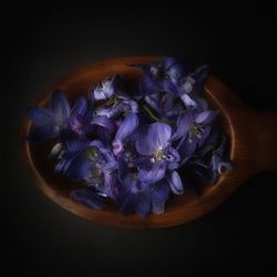 Close-up of purple flower