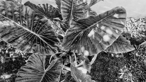 Close-up of plants