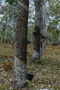 View of trees in forest