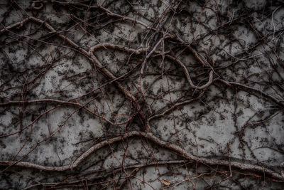 Low angle view of bare tree branches during winter