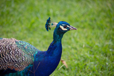 Close-up of a peacock