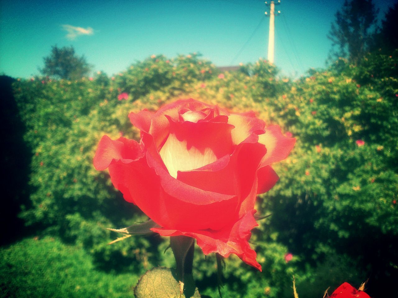 flower, red, petal, freshness, fragility, growth, flower head, focus on foreground, beauty in nature, blooming, nature, plant, close-up, in bloom, day, park - man made space, tree, sky, outdoors, no people