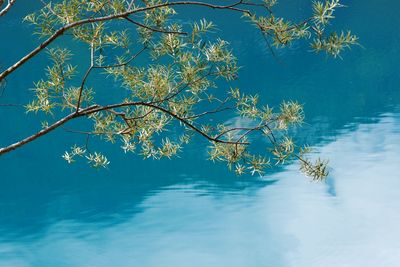 Tree by lake against sky