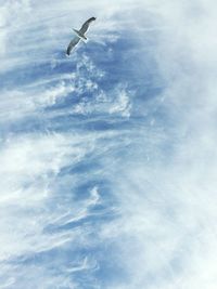 Low angle view of seagull flying against sky