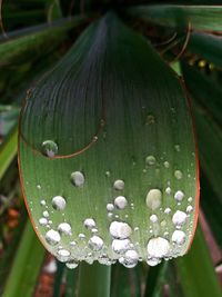 Close-up of flowers on plant