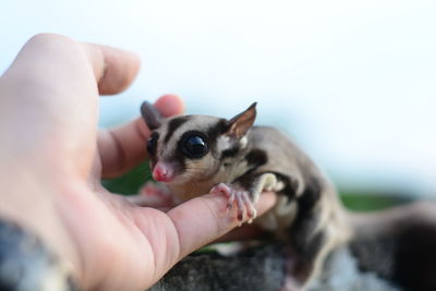 Close-up of hand holding small kitten