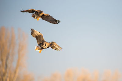 Low angle view of eagle flying against sky