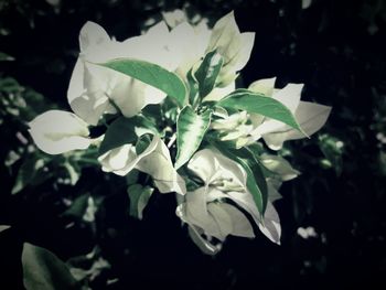 Close-up of flowers blooming outdoors