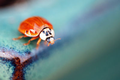 Close-up of ladybug on ceramic