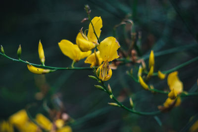 Close-up of yellow flowering plant
