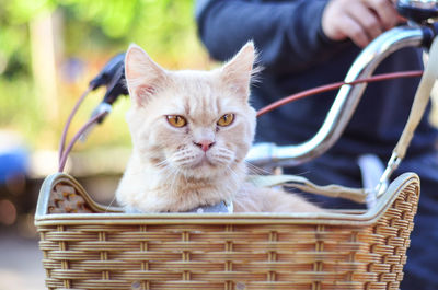 Cat sitting on wicker basket