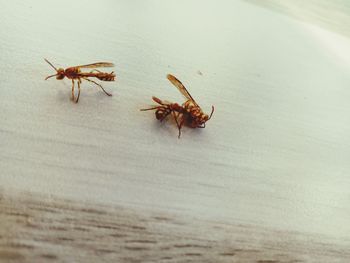 Close-up of insect on sand