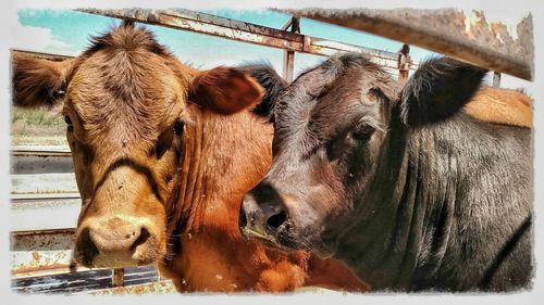 Portrait of cows at farm