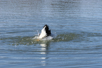 Duck swimming in a lake