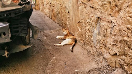 Cat of tbilisi