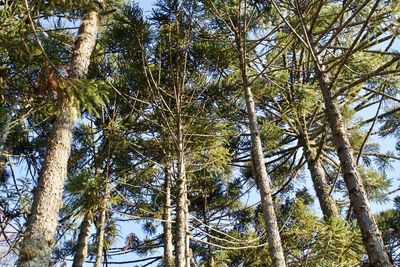 Low angle view of trees in forest