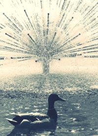 Digital composite image of woman swimming in lake