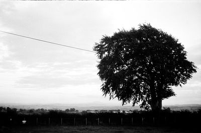 Trees on field