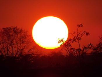 Sun shining through trees