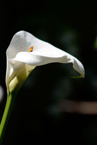 Close-up of white flower blooming outdoors