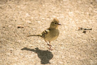 High angle view of bird perching on a field