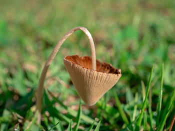 Close-up of heart shape leaf on field