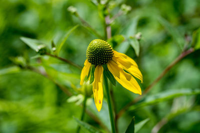 Close-up of yellow flowering plant