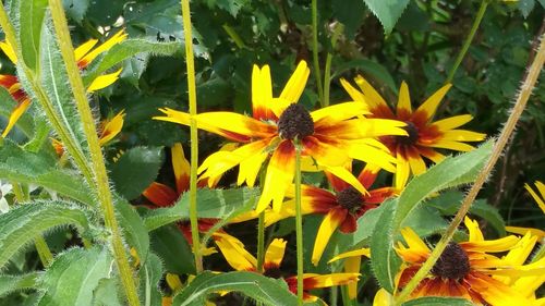 Close-up of yellow flowers blooming outdoors