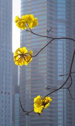 Close-up of yellow flowering plant