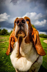 Close-up of a dog on field