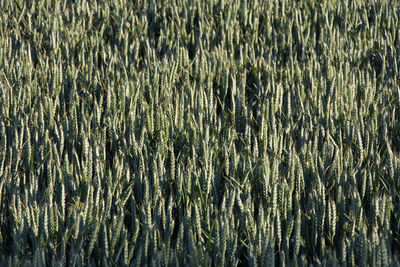 Full frame shot of unripe wheat growing in a field