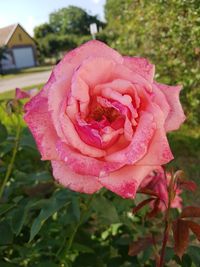 Close-up of pink rose