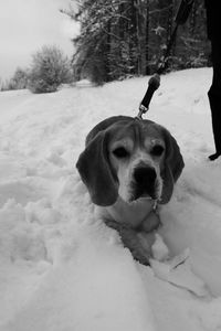 Close-up of dog on snow field