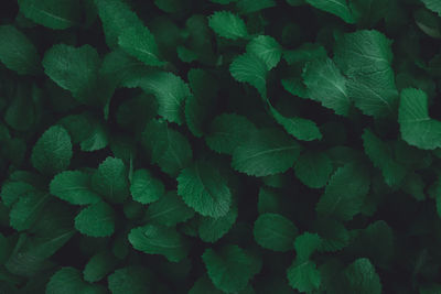 Full frame shot of green leaves