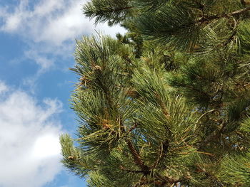 Low angle view of palm tree against sky
