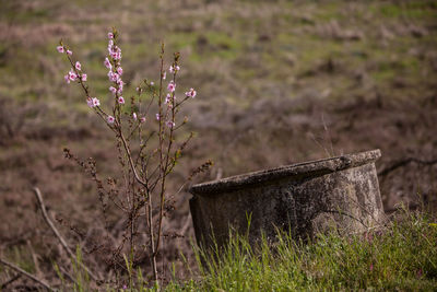 Pink flowers growing by wishing well during springtime