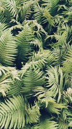 High angle view of fern leaves